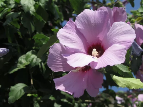 Hibiscus palustris (moscheutos)