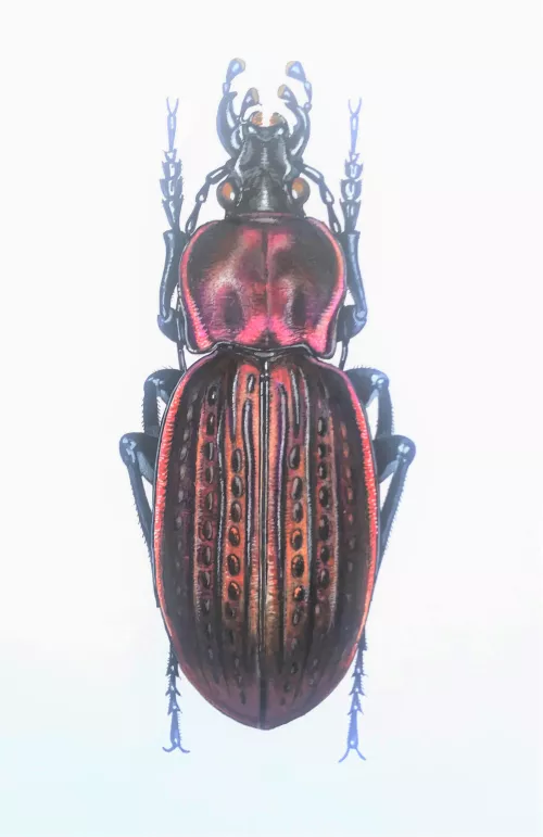Daniele Verucchi, Morbillosus constantinus