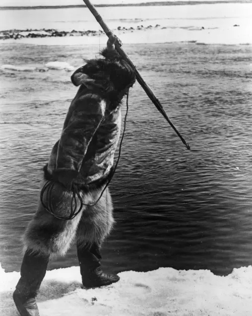 Nanook.