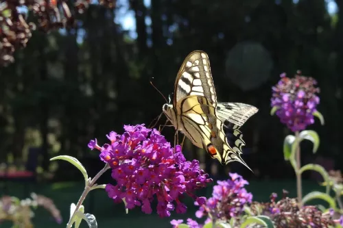 Papilio machaon Begur Mas ses Vinyes