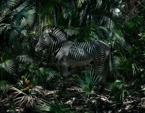 Ph Simen Johan.