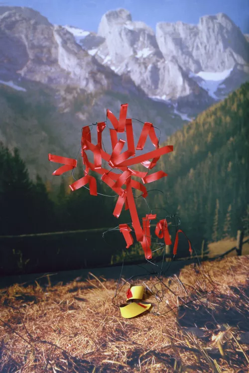 Thomas Albdorf , Typical alpine flora at the hochschwab area, courtesy of the artist.