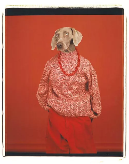 William Wegman, Casual, 2002.
