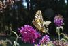 Papilio machaon Begur Mas ses Vinyes